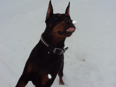 make a poster online - Dog - 028.jpg