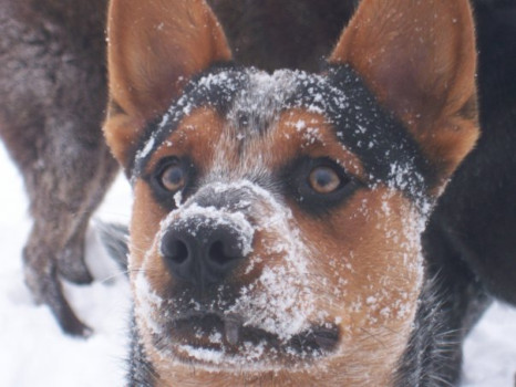 make a poster online - Dog - jr.bmp