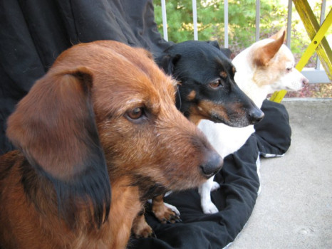 make a poster online - Dogs - megan.bmp