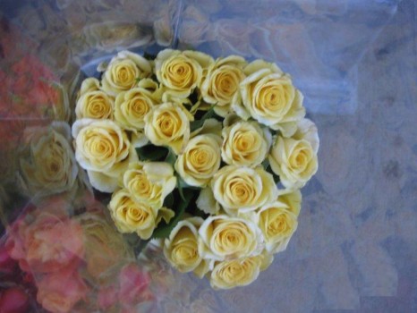 print a poster - White Rose Flowers - whole_food_flower.jpg