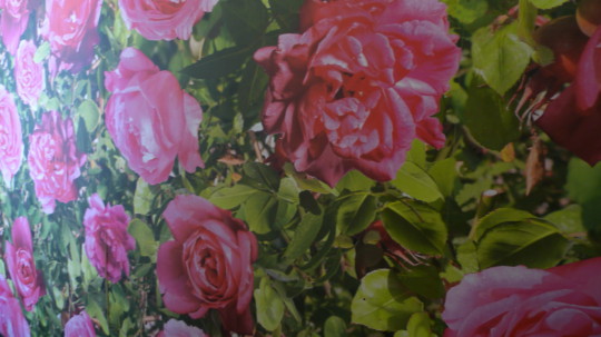 mick - Roses - L1010294.jpg
