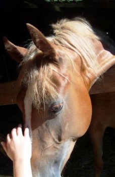 poster printing - Horse - hayhandnhorseposter.jpg