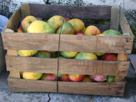 poster - Mangoes - noemis_212_1.jpg