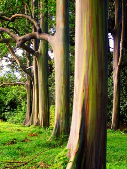 shutterfly - Trees - IMG1931c.jpg