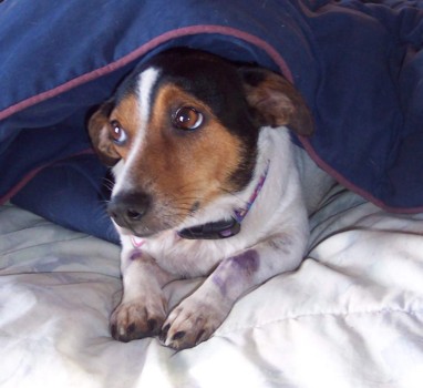 print a poster - Dog - brucie_1.jpg