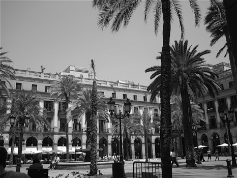 print a poster - Palm Trees - IMG_4487.jpg