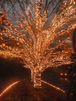 print a poster - Lit Christmas Tree - 24JPG.jpg