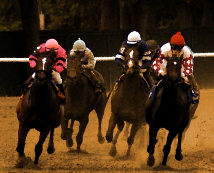 print a poster - Horses - DSC_0344.jpg