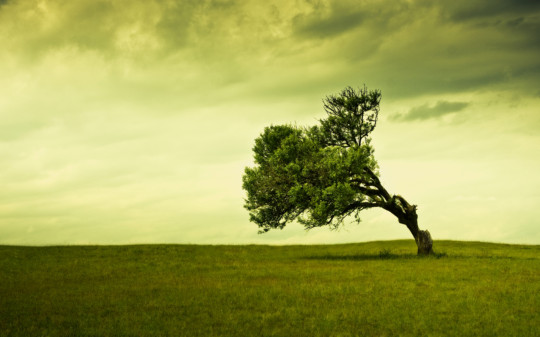 print a poster - Single Tree Blown By Wind - 2560x1600.jpg