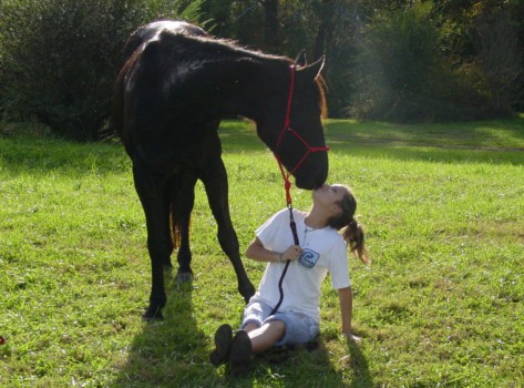 print a poster - Horse - horse_005_2.jpg