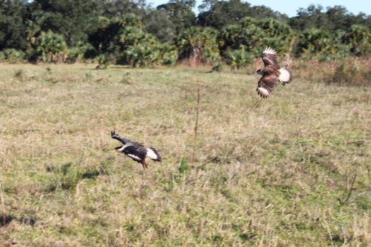 print a poster - Birds - Crested_CaraCara.jpg