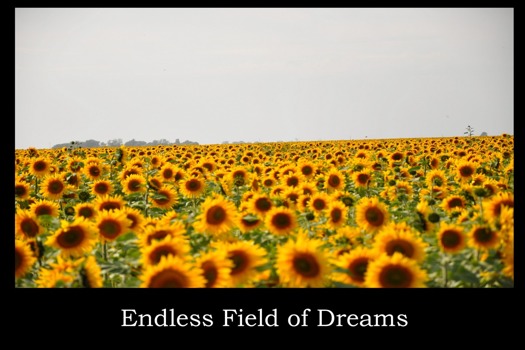 print a poster -  - EndlessFieldofDreams.jpg