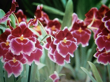 brain - Red Pansy Flowers - 1023578.jpg