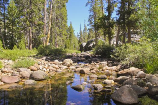 print a poster - Trees - Yosemite_Aug013.jpg
