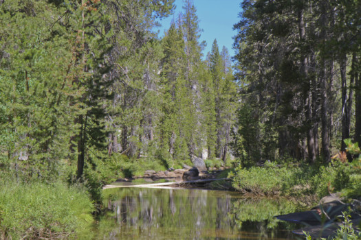 print a poster - Trees - Yosemite_Aug016.jpg