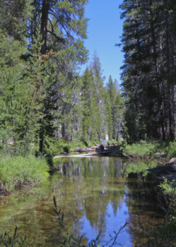 print a poster - Trees - Yosemite_Aug017.jpg