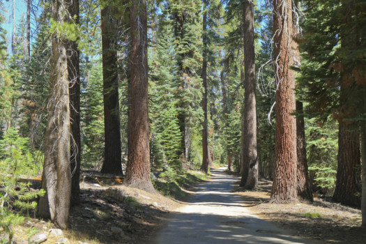 print a poster - Forest Path - Yosemite_Aug019.jpg