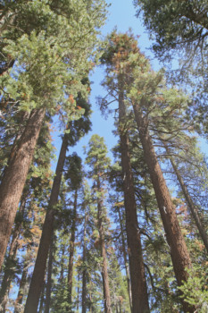 print a poster - Forest Trees - Yosemite_Aug021.jpg
