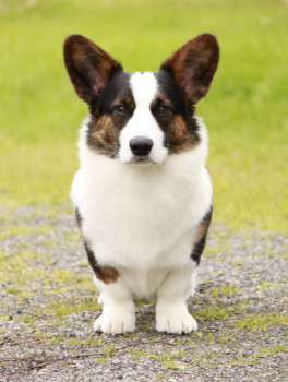 print a poster - Dog - CheysulisTriToRemember_1.tif