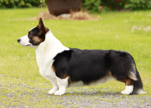 print a poster - Dog - CheysulisTriToRemember_side.tif