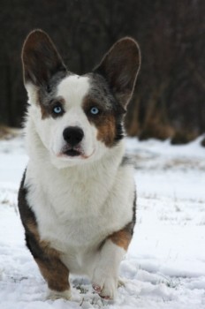 print a poster - Dog - IMG_1187.jpg