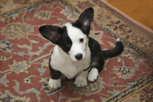 print a poster - Dog - IMG_8433.jpg