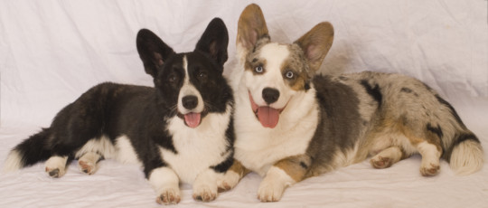 print a poster - Dogs - Img0973_copy.jpg