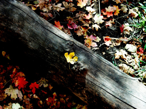 print a poster - Log - Leaves_copy.jpg