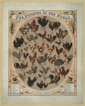 posters - The Poultry Of The World - CHICKENS.jpg