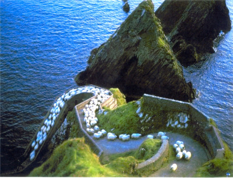 Posters from digital photos - Landscape Ship On Wall - Sheep.jpg