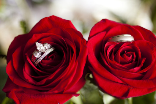 large - Red Roses - _MG_0550.jpg