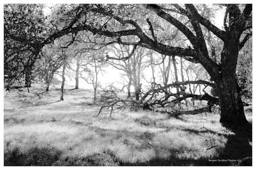 print a poster - Tree - morganterritorypasture24x36.jpg