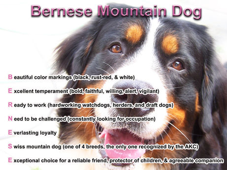 print a poster -  - bella_poster_copy_1.jpg