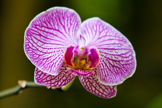 print a poster - Flower Petals - MauiOrchidTIF.tif