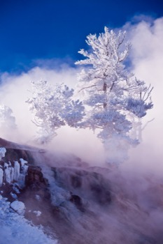 print a poster - Tree Sky Snow Mist - MammothFrostTIF.tif