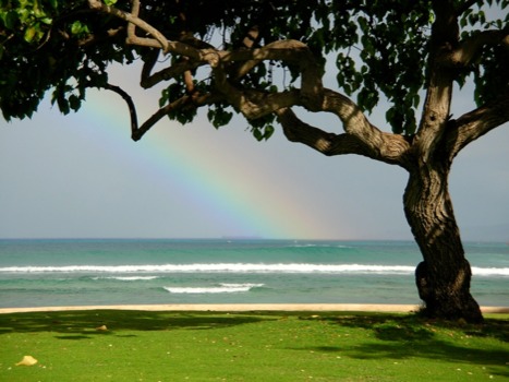 posterbrain - Tree Grassland Ocean Wave - DSCN0546JPG.jpg