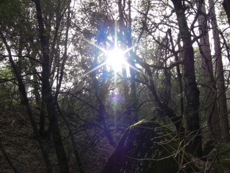 poster - Trees - IMG_0111.jpg