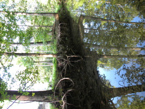 print a poster - Trees By Water - Reflection_of_creek.jpg