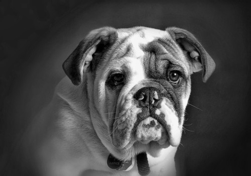 print a poster - Bulldog - buford_049223.jpg