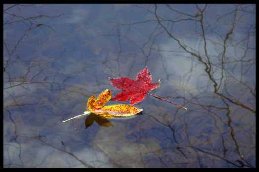 poster - Leaves - Leaves_for_poster.jpg