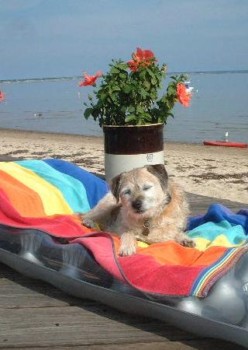 photo posters prints - Dog - Elmo_in_Ptown2.jpg