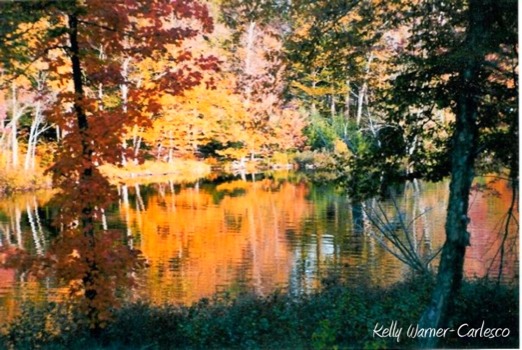 posters - Trees Pond - tupperlake.jpg