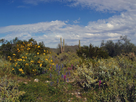 {keyword:nil} - Landscape Photo - P3280227_copy_florance_wild_flo_copy.jpg