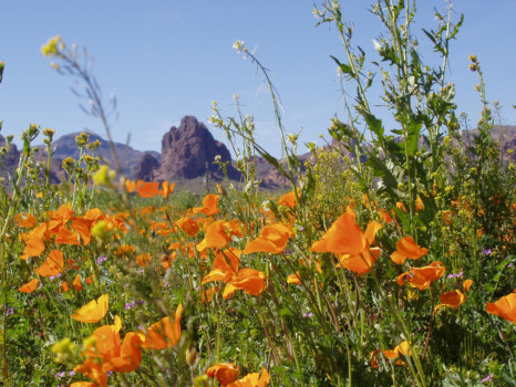 {keyword:nil} - Golden Poppies - redo.jpg