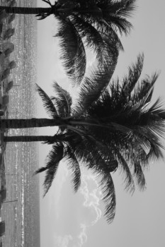 digital - Palm Trees - poster2_2.jpg