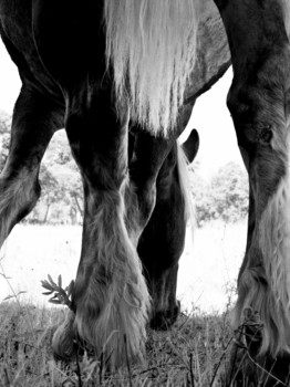 print a poster - Horse - 4822127068_e2147ee9af_o2_1.jpg