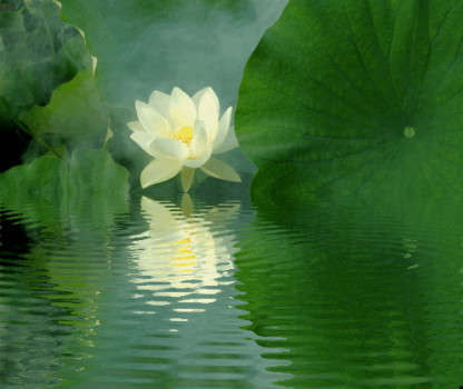 Lotus - White Flower - 3031353198_b5013103fe_o.gif
