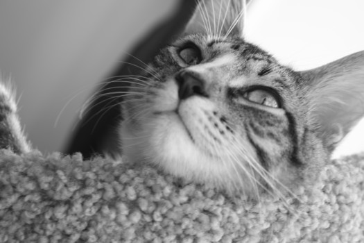 print a poster - Cat Animal - Visit_to_Marys_005.jpg
