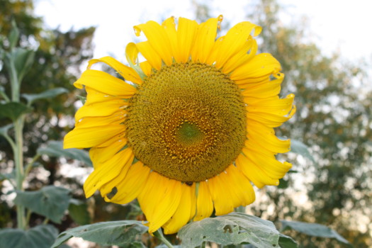print a poster - Sunflower - IMG_3960.jpg