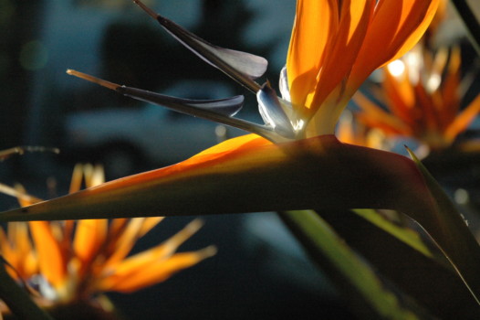 print blow up - Flower - DSC_0783.jpg